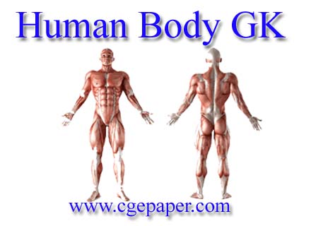 Human Body Sience Questions